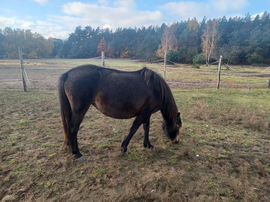 Sprzedam klacze huculskie