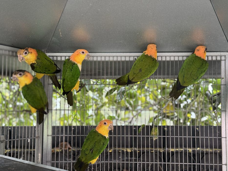 VARIOS CASAIS MARIANINHAS CABECA CANELA - PIONITES LEUCOGASTERS