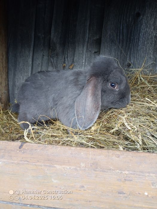 Króliki baran francuski