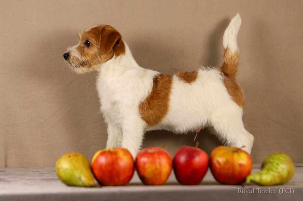 piesek Jack Russell terrier ZKWP/FCI szorstkowłosy