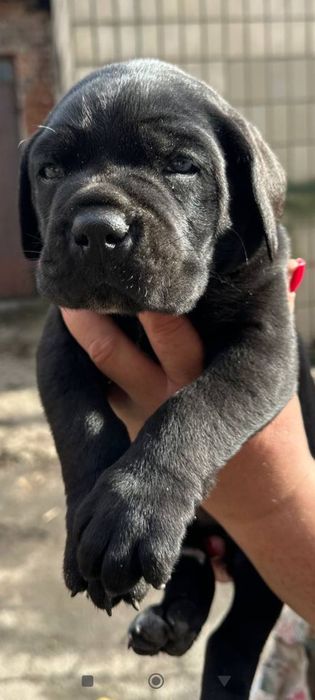 Цуценята Кане Корсо