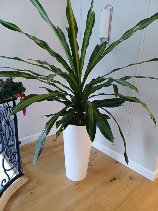 Języki teściowej piękny zadbany