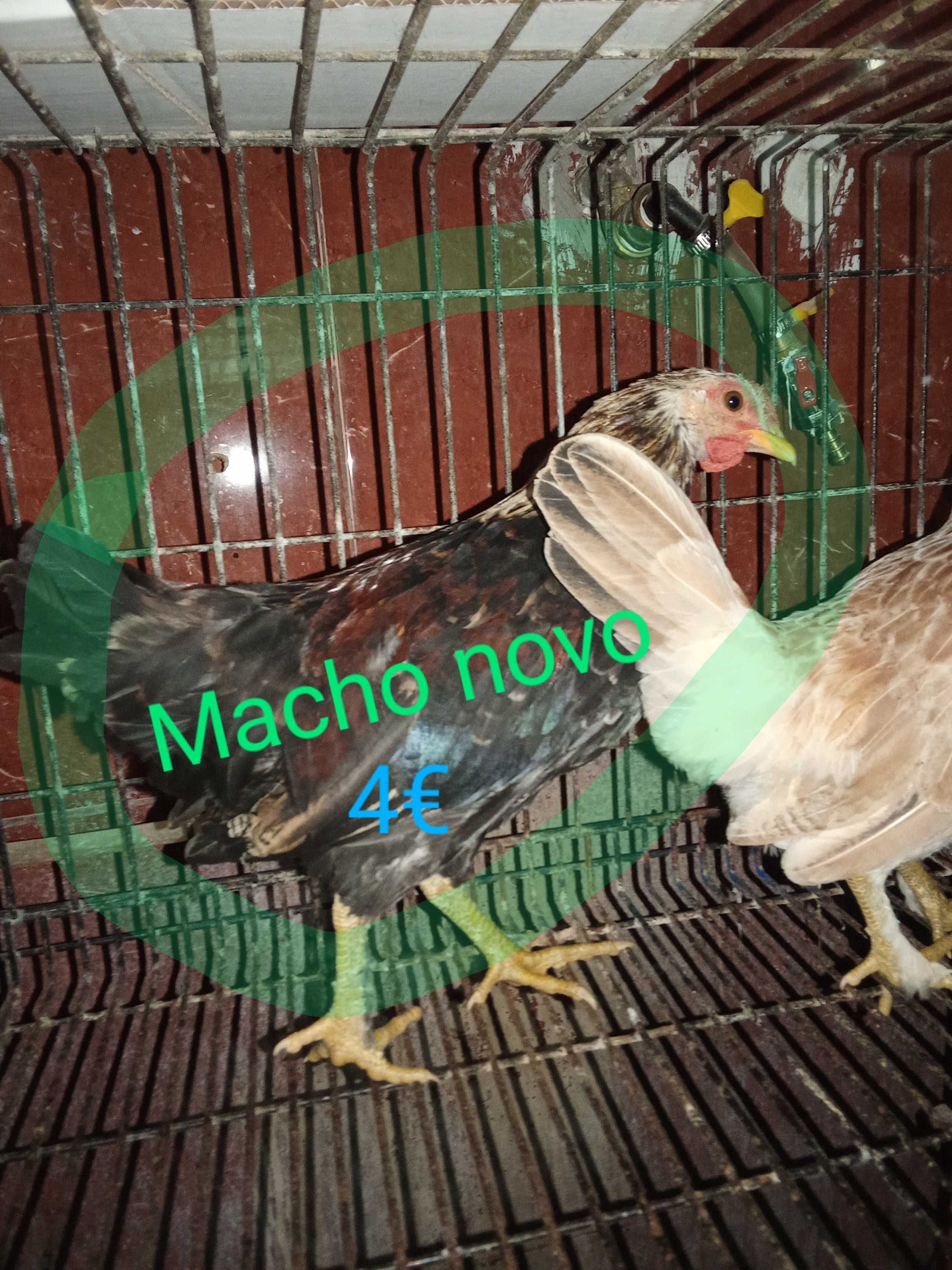 Granizes Machos muito bonitos