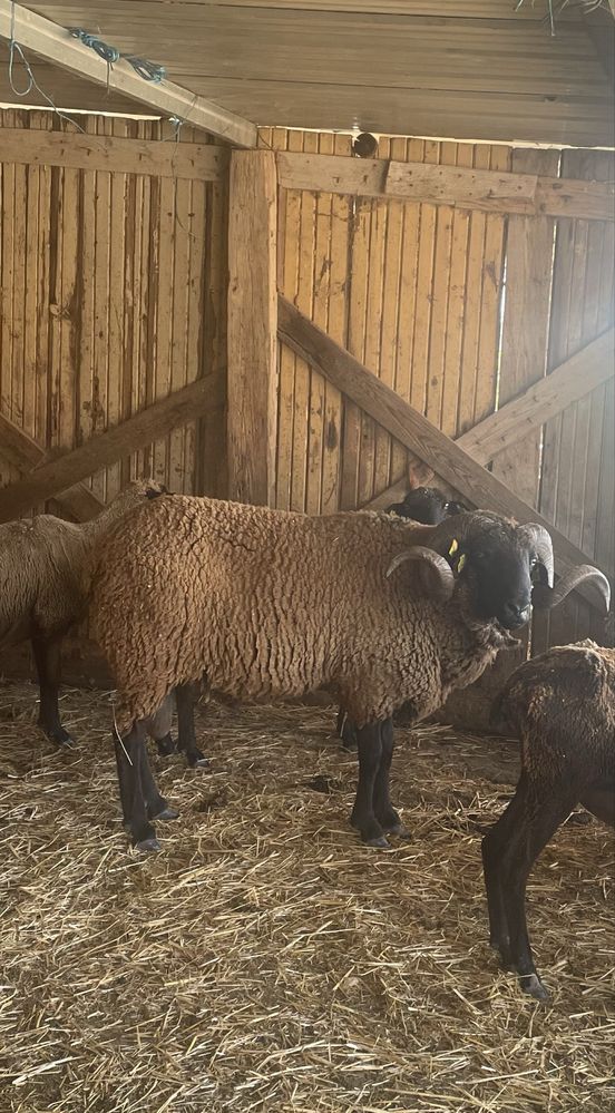 Ovelhas Merino Preto puras