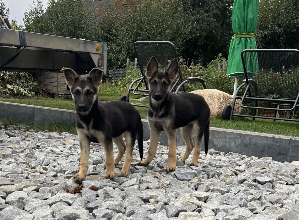 Цуценята Східно-Європейської вівчарки ВЕО щенки