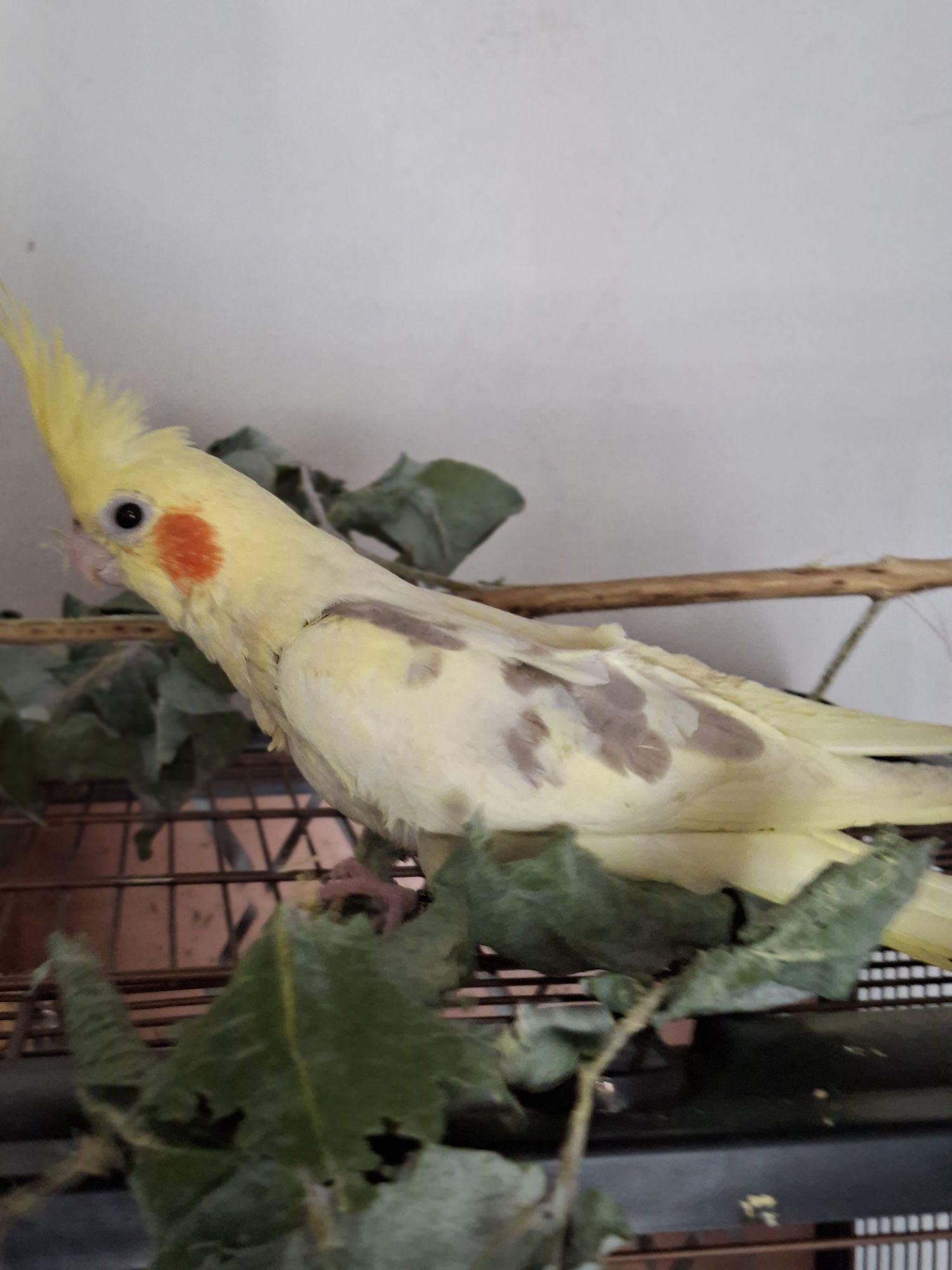 Caturra domesticada