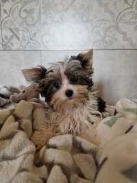 Rodowodowy piesek Yorkshire terrier Biewer