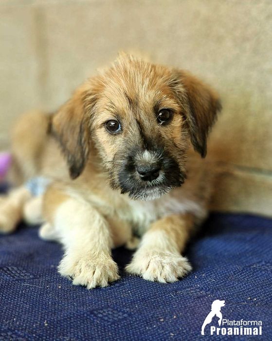 TUFINHA - Cadelinha bebe para adoção!