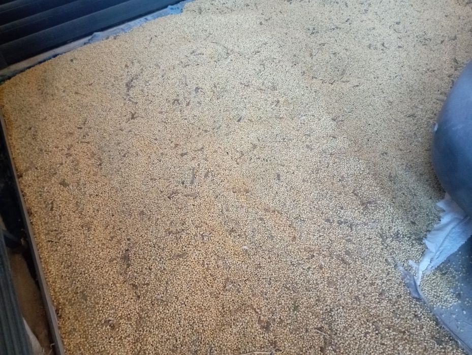 Продам сою з під комбайна