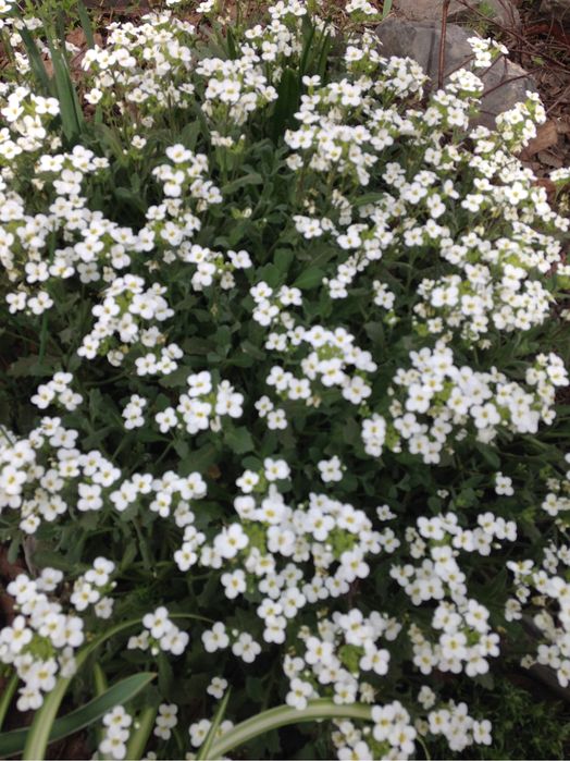 Цветы садовые