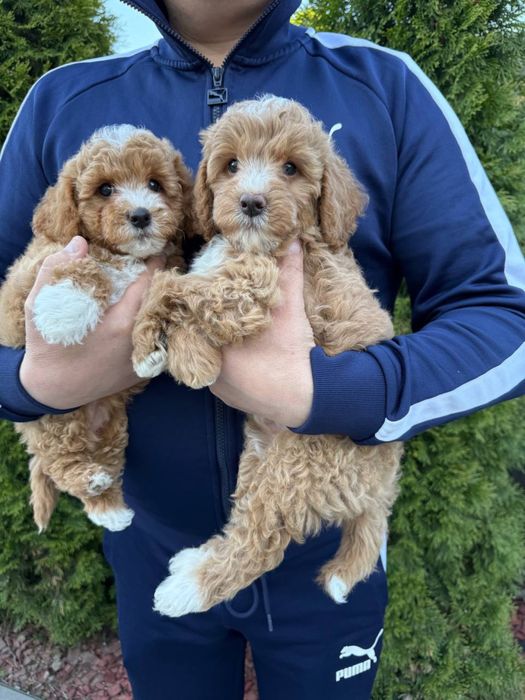 Розкішні Мальтипу готові до переїзду. Мальтипу ф1 Мальтипу ф2