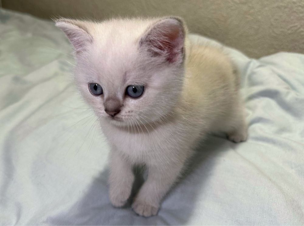 Британские котята