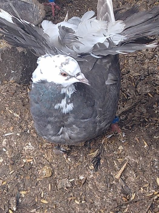 Молоді білі та мрамур