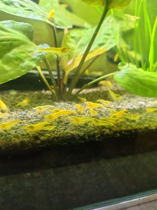 Sprzedam krewetki yellow