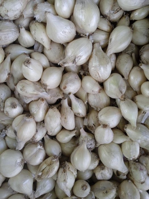 Продам лук кустарка