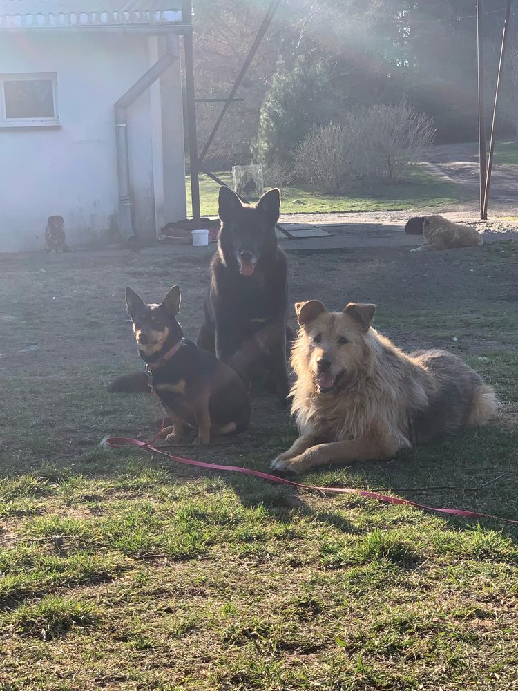 Nala gotowa do adopcji