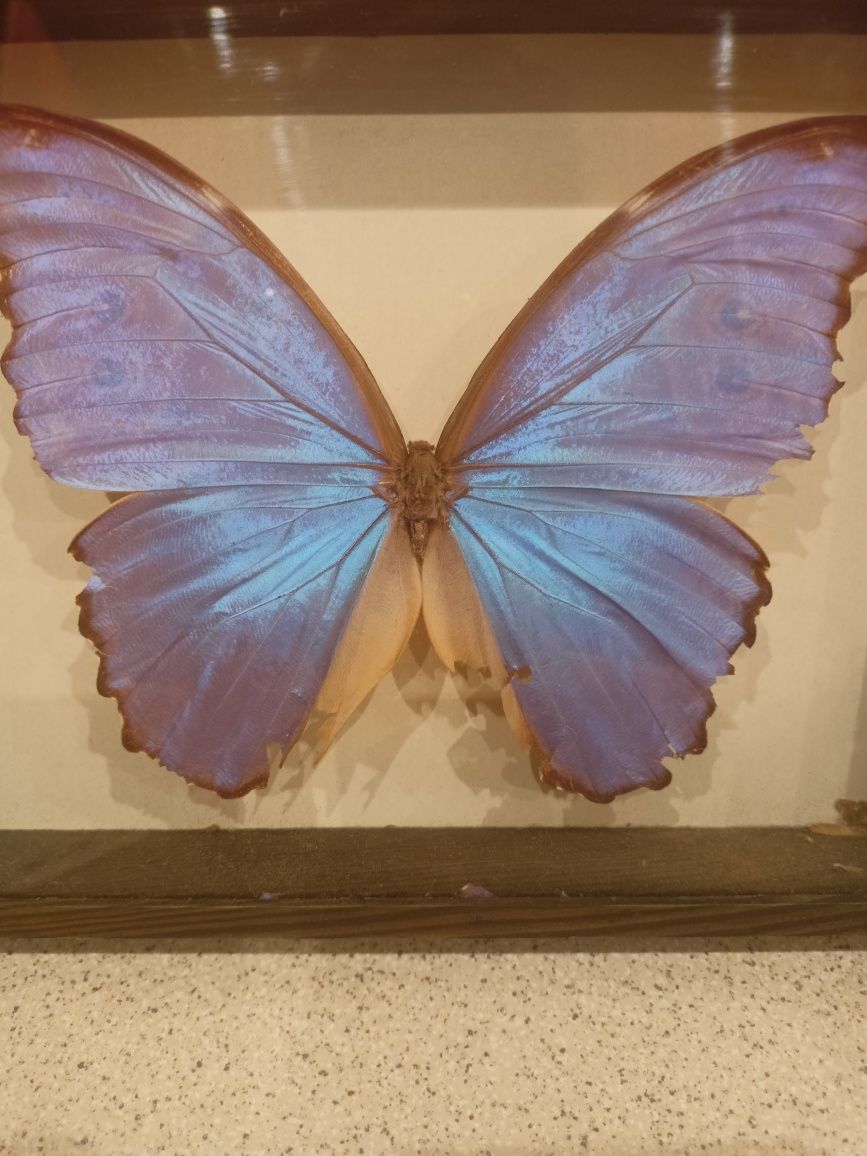 Motyl oryginalny z Peru