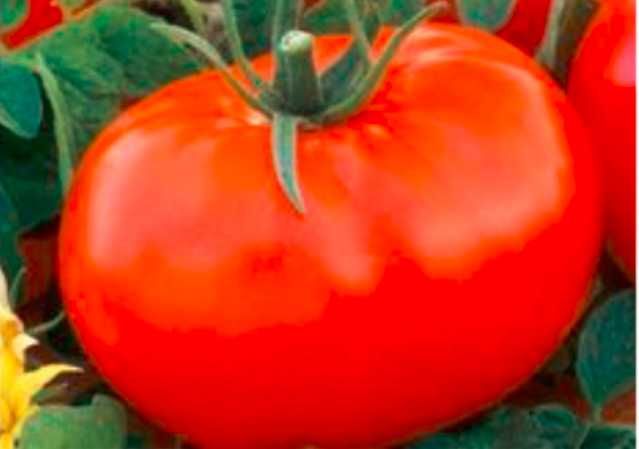 Nasiona pomidory holenderskie Lianne F1 10 sztuk ***