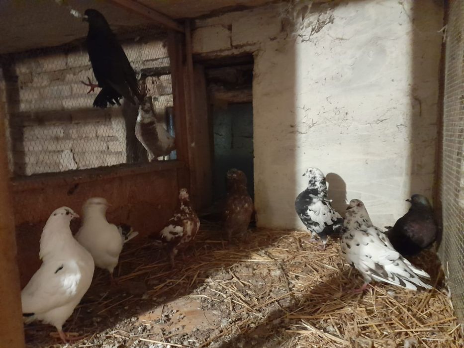 Sprzedam roczne gołębie