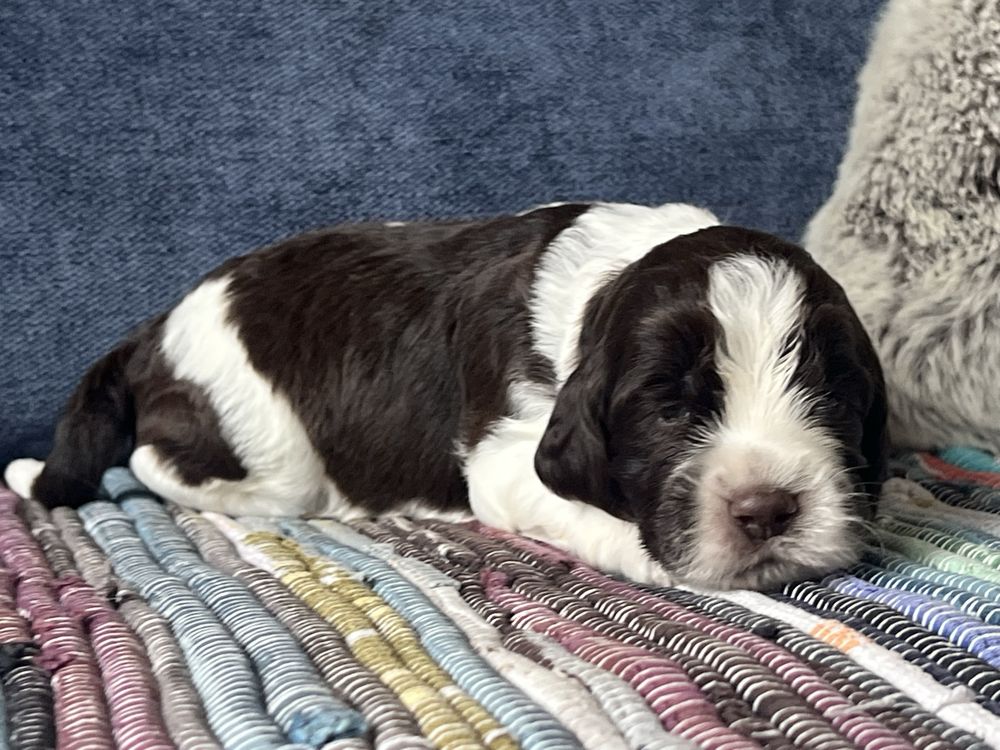 Springer spaniel angielski - piesek ZKwP