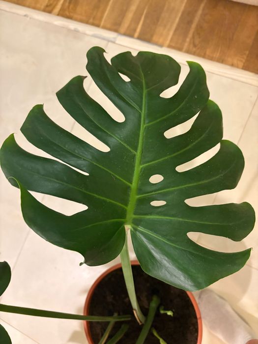 Monstera Big Form XXL