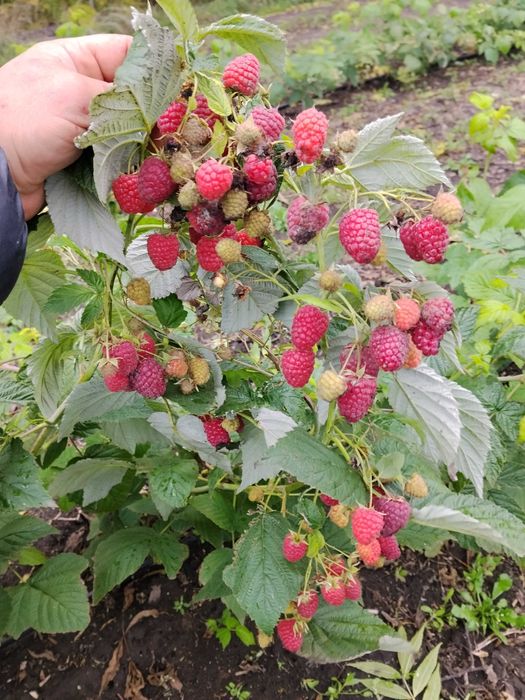 Продам саженцы малины