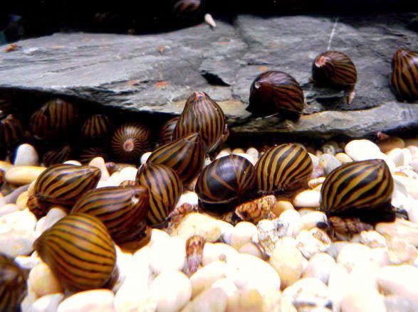 Равлик неретина зебра, акваріумний равлик, аквариумная улитка неретина