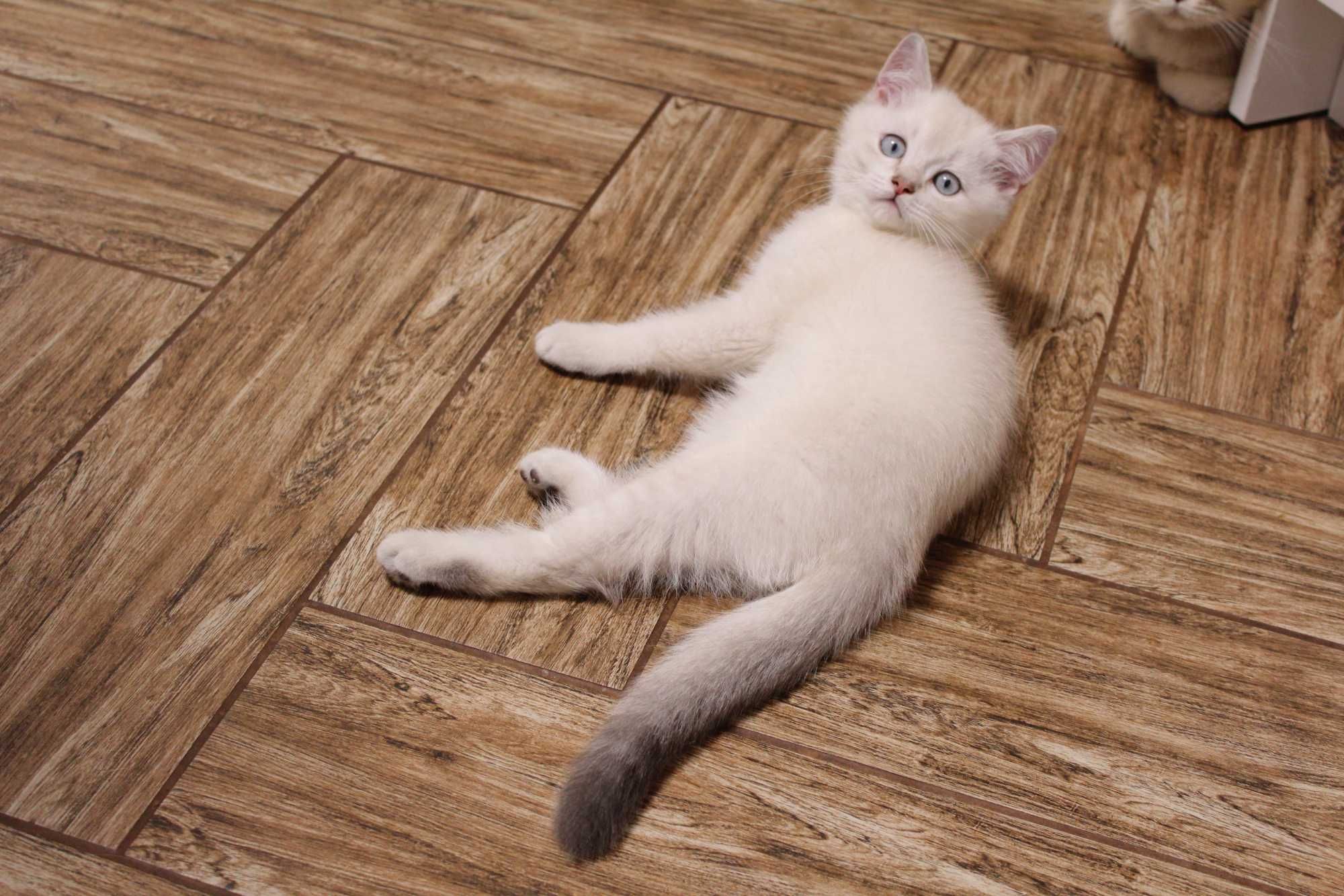 Котики шотландські