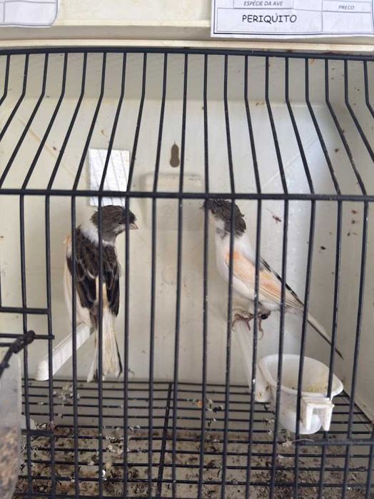 Canários Alérquim Português