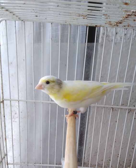 Canárias Timbradas espanhol