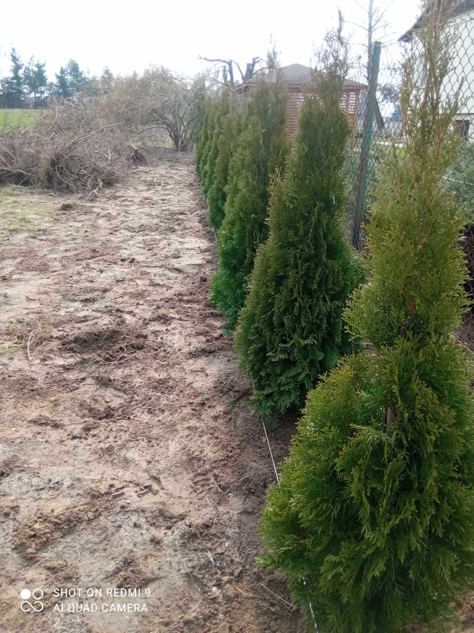 Tuja Szmaragd z Gruntu  100-140 cm NA ŻYWOPŁOT MOŻLIWOŚĆ  POSADZENIA