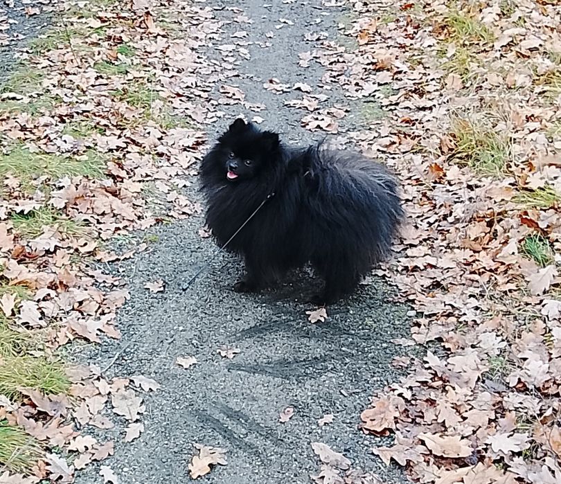 Pomieranian Szpic miniaturowy