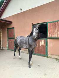 Eldorado - Koń SP - wałach.