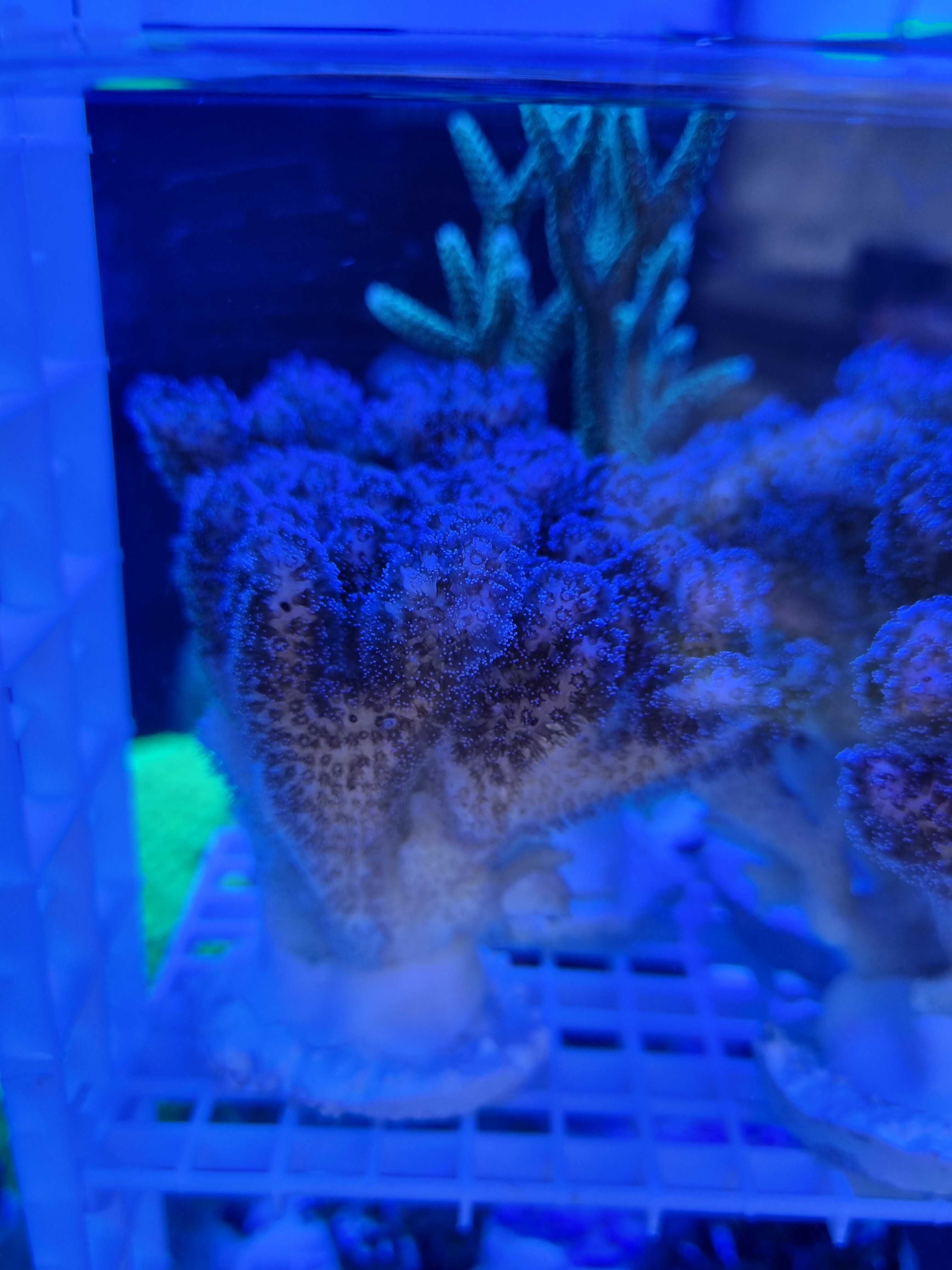 Akwarium morskie koralowiec Pocillopora