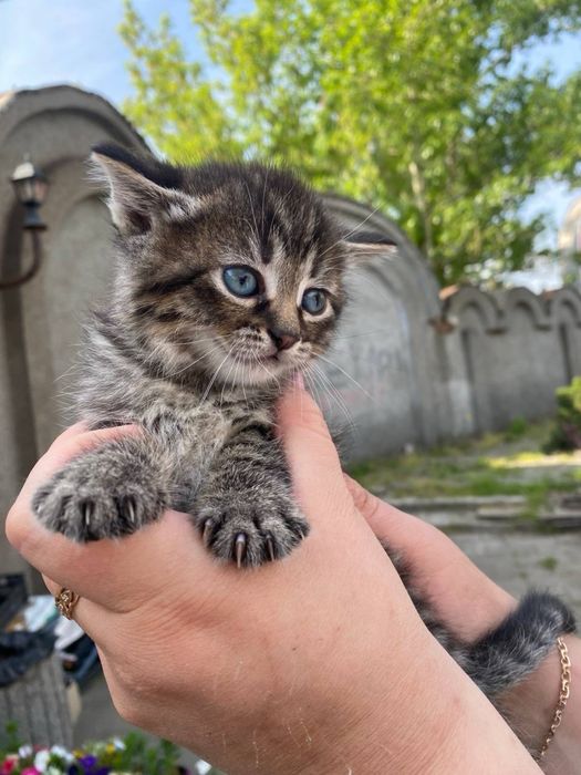 Кошенята шукають дім