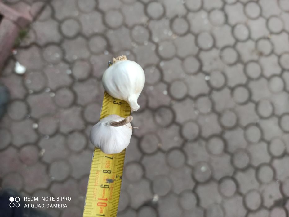 Яровий Сочинський