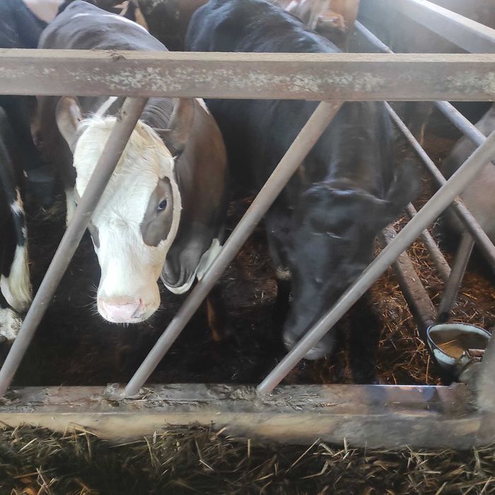 Sprzedam jałówkę mięsną krowę ok. 600kg simental,limousine czarna,17zł