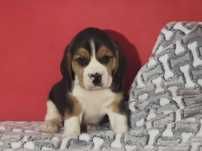 Beagle piękny piesek 2