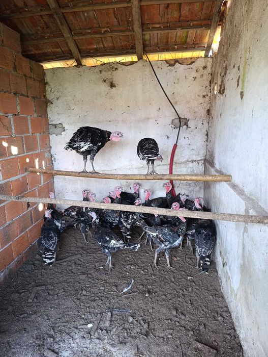 Perus caseiros  Jovens