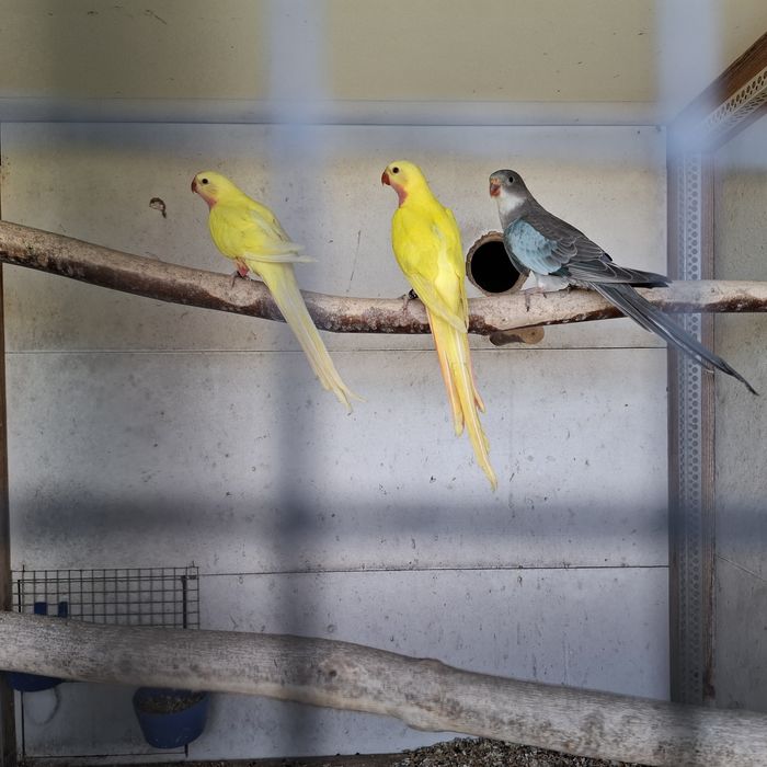 Sprzedam aleksandretty obrożne