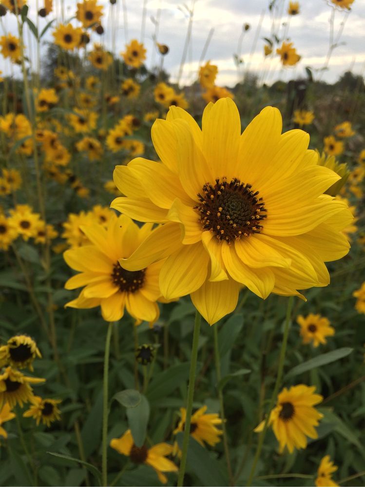 Геліантус, Helianthus ,соняшник багаторічний