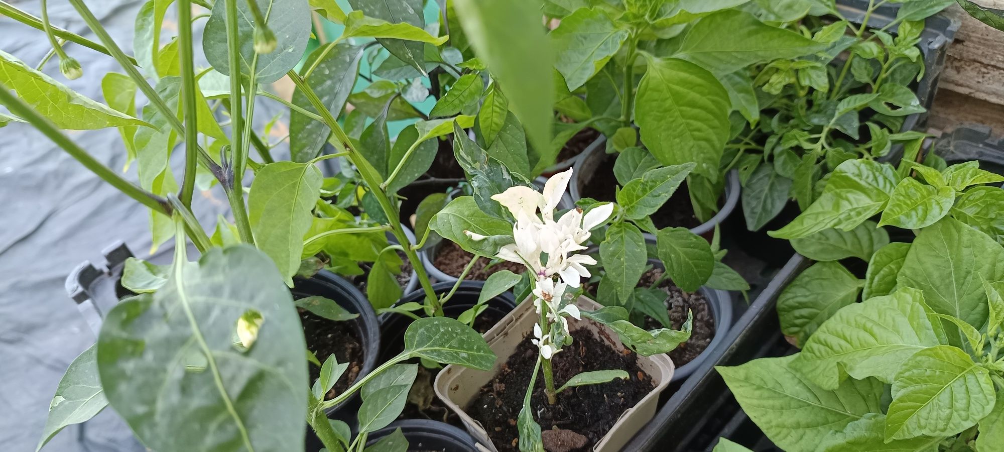 Vendo plantas de malaguetas / pimentas
