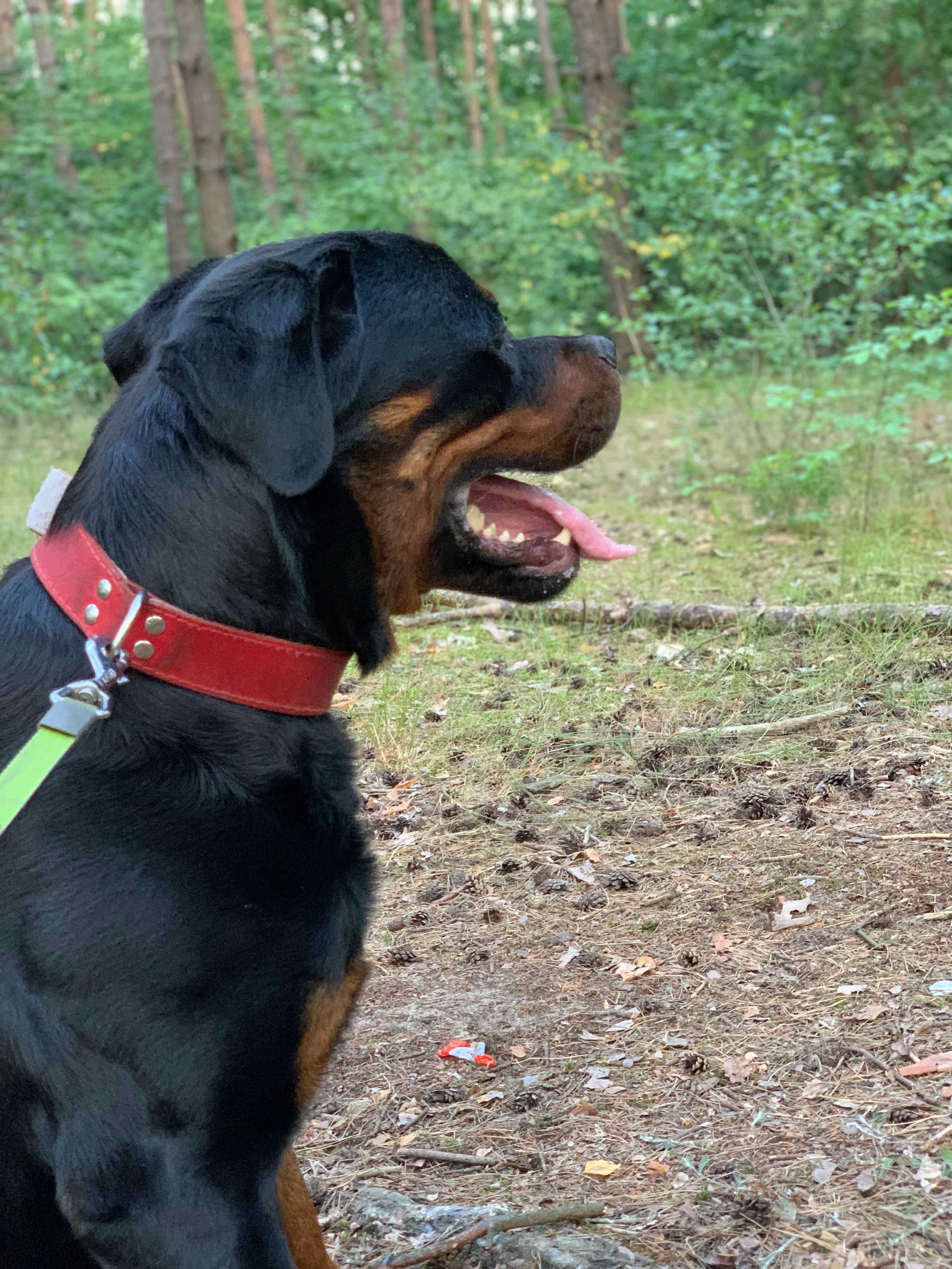 Oddam SUPER rottweilera - JIMMY