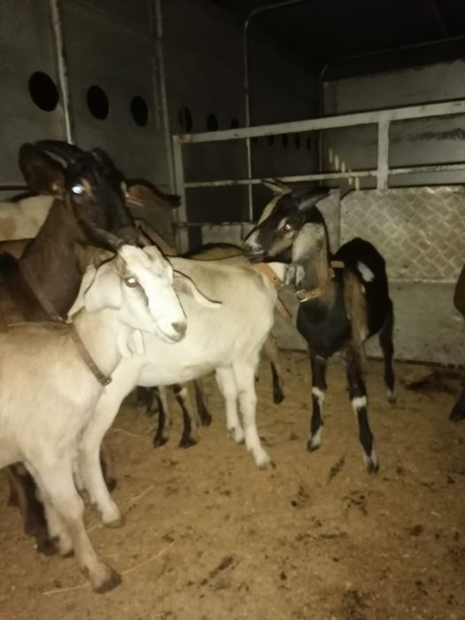 Cabras e chibas Anglo-Nubiana