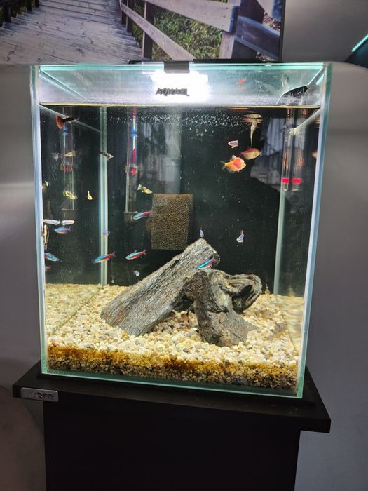 Sprzedam akwarium AQAEL 60L z rybkami