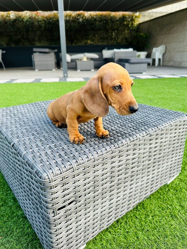 Teckel menino lindo