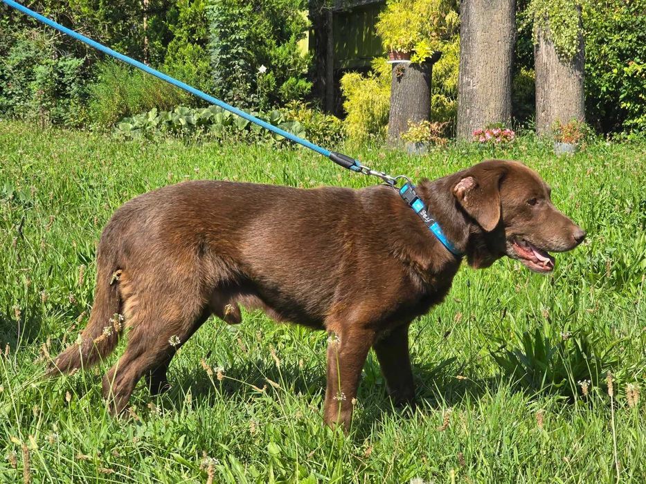 Atos - pies w typie labradora