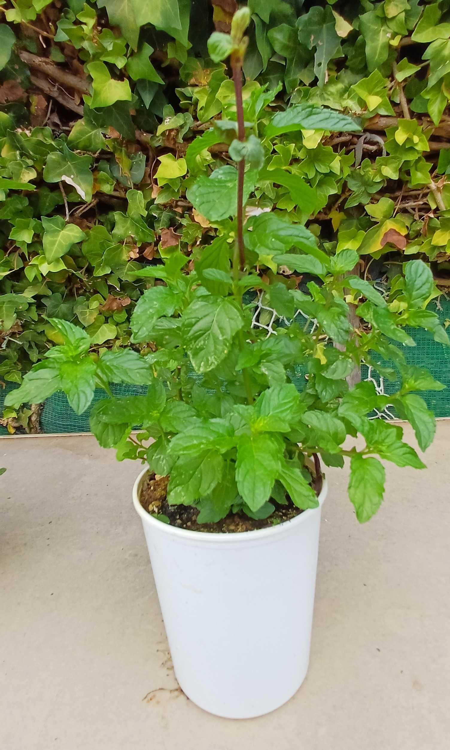 Planta Hortelã Pimenta em Vaso