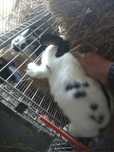 Coelhos borboleta