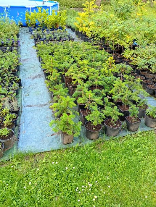 Sadzonki  jodeł - daglezji w doniczkach wys -50 - 70 cm i większe